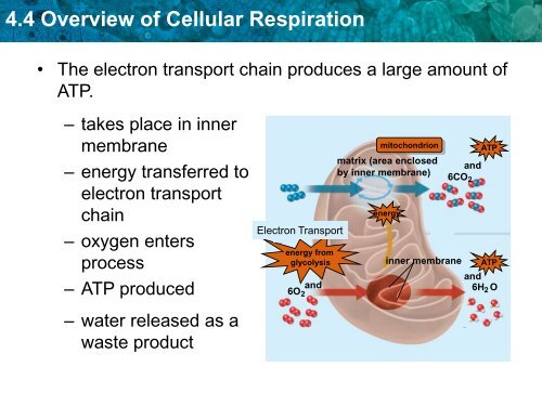 4.4 Overview of Cellular Respiration