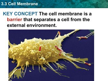 3-3 Membranes 3-4 Transport PPT