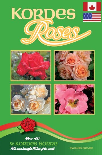Your supplier of Kordes roses - Kordes roses from Newflora. The ...