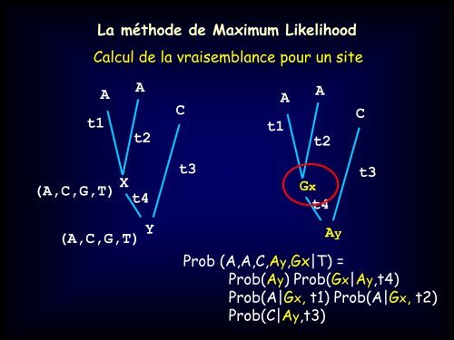 La mÃ©thode de Maximum Likelihood