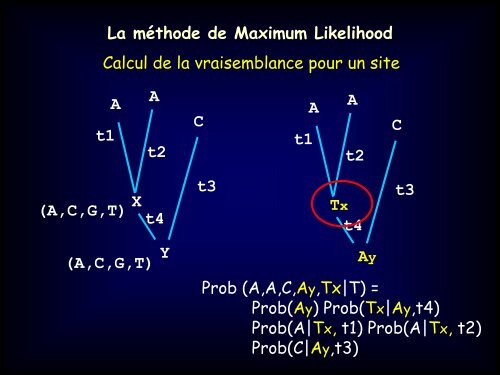 La mÃ©thode de Maximum Likelihood