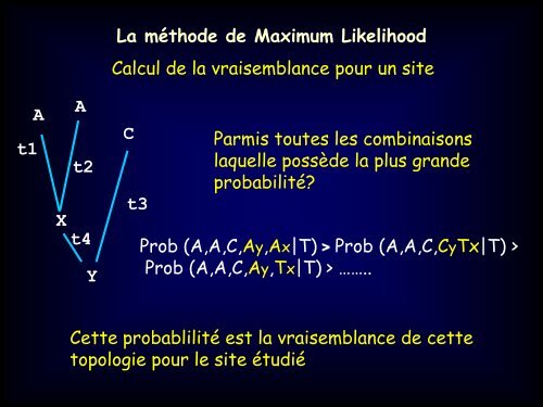 La mÃ©thode de Maximum Likelihood