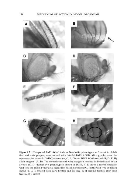 Model Organisms in Drug Discovery