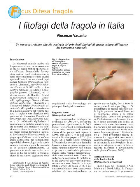 I fitofagi della fragola in Italia