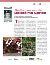 Bellis perennis Bellissima Series - Greenhouse Product News