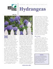 Hydrangeas - Your Southern Garden