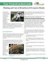 Planting and Care of.. - Online Gardener