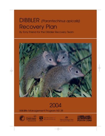 Dibbler (Parantechinus apicalis) (377kB, pdf) - Department of ...