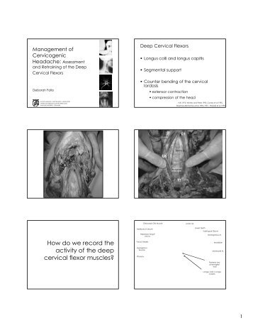 How do we record the activity of the deep cervical flexor muscles?