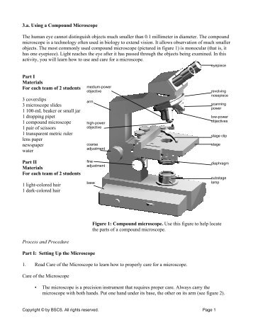 3.a. Using a Compound Microscope The human eye cannot ...