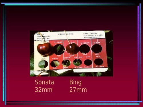 Sweet Cherry Rootstocks and Varieties - Utahhort.org