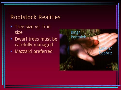 Sweet Cherry Rootstocks and Varieties - Utahhort.org