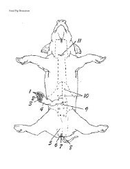 Fetal Pig Length Age Chart