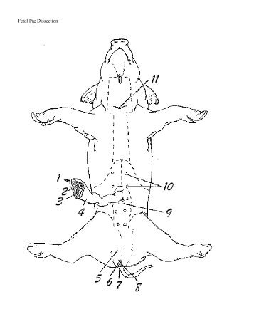 Fetal Pig Drawings - Mr.E Science