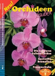 Ausgabe 1-2008 - OrchideenZauber