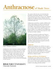 Anthracnose of Shade Trees