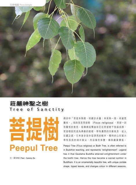 莊嚴神聖之樹 菩提樹