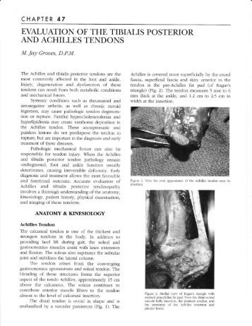 evaluation of the tibialis posterior and achilles tendons