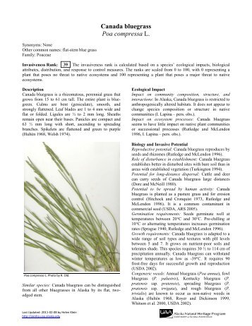 Canada bluegrass Poa compressa L. - Alaska Natural Heritage ...