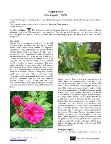 rugosa rose Rosa rugosa Thunb. - University of Alaska