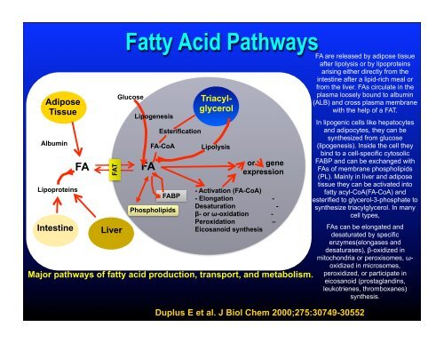 Fibrate Mechanism of Action - The Center for Cholesterol Management