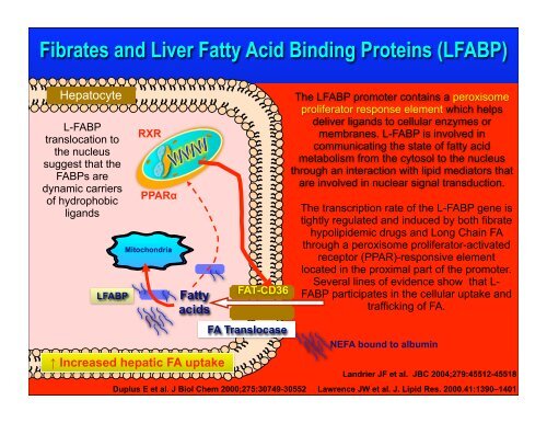 Fibrate Mechanism of Action - The Center for Cholesterol Management