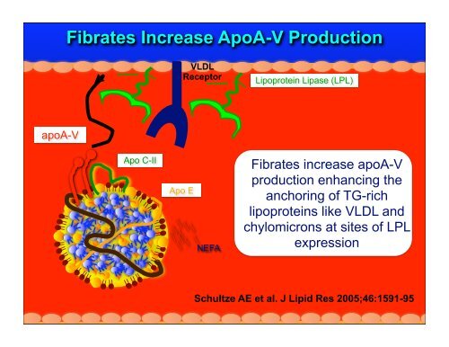Fibrate Mechanism of Action - The Center for Cholesterol Management