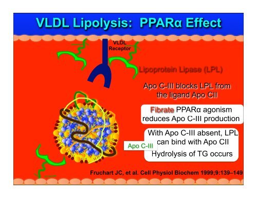 Fibrate Mechanism of Action - The Center for Cholesterol Management