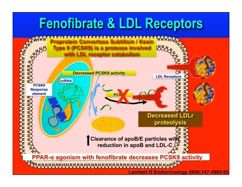 Fibrate Mechanism of Action - The Center for Cholesterol Management