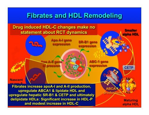 Fibrate Mechanism of Action - The Center for Cholesterol Management