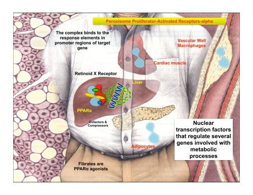 Fibrate Mechanism of Action - The Center for Cholesterol Management