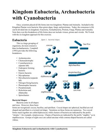 Kingdom Eubacteria, Archaebacteria with Cyanobacteria