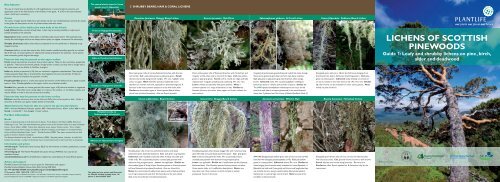 LICHENS OF SCOTTISH PINEWOODS - Plantlife