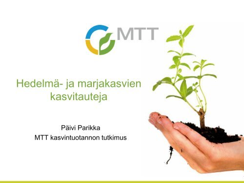 Phytophthora cactorum - Marja- ja HedelmÃ¤tuotannon Osaajat