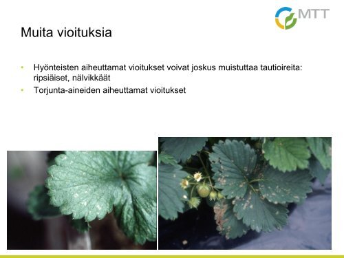 Phytophthora cactorum - Marja- ja HedelmÃ¤tuotannon Osaajat