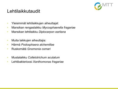 Phytophthora cactorum - Marja- ja HedelmÃ¤tuotannon Osaajat