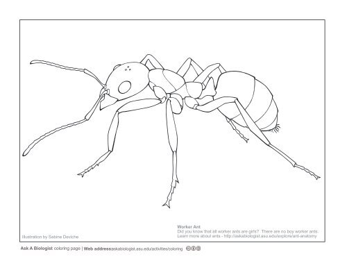 Ask A Biologist - Ant Anatomy - Coloring Page