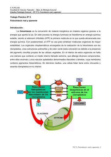 TP NÂº 5 FotosÃ­ntesis. - Facultad de Ciencias Naturales