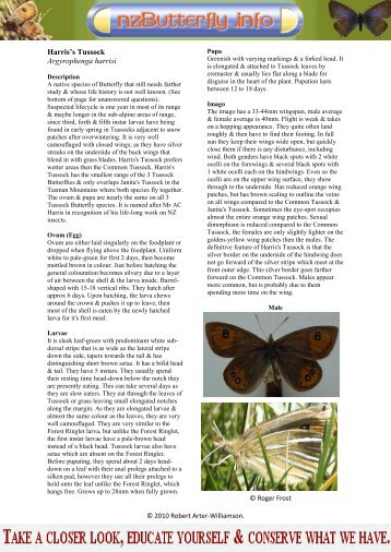 Harris's Tussock Argyrophenga harrisi - NZ Butterfly Info