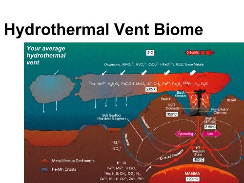 hydrothermal vent diagram