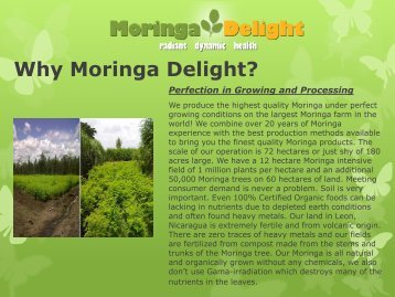 Moringa oleifera powder