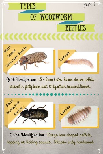 Types of Woodworm Beetles