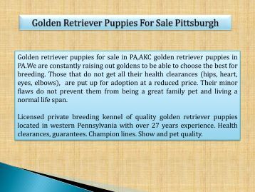 golden retriever puppies for sale toronto show puppy purchase agreement fiume kennels golden retriever puppies for sale toronto show puppy purchase agreement fiume kennels