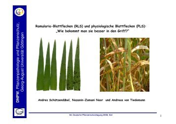 Ramularia und PLS - IG Pflanzenzucht