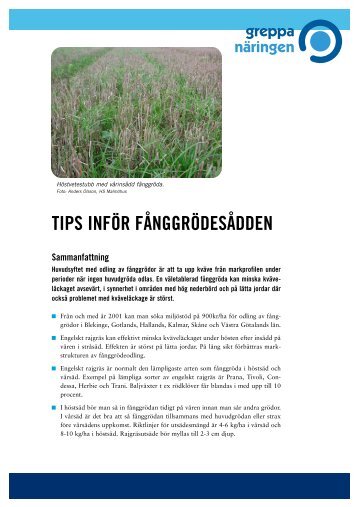 TIPS INFÃR FÃNGGRÃDESÃDDEN Sammanfattning