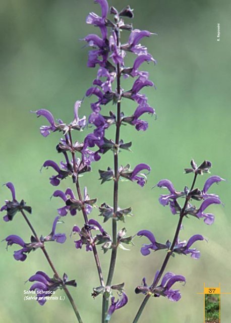 Atlante della Flora nel Parco del Roccolo - Comune di Parabiago