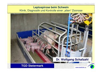 Leptospirose beim Schwein - Tierklinik St. Veit