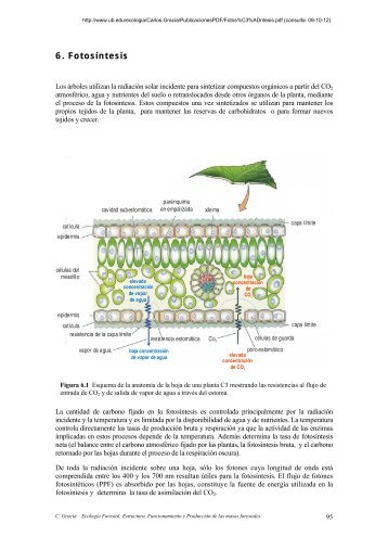 (forestal).pdf