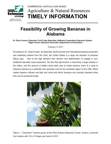 TIS - Feasibility of Growing Bananas in AL (2).pdf - Alabama ...