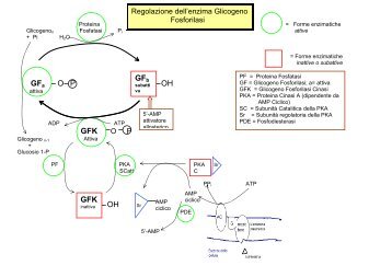 6 - Glicogeno Fosforilasi e Glicogeno Sintasi.pdf